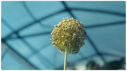 PURE CINEMA | Video LUTs